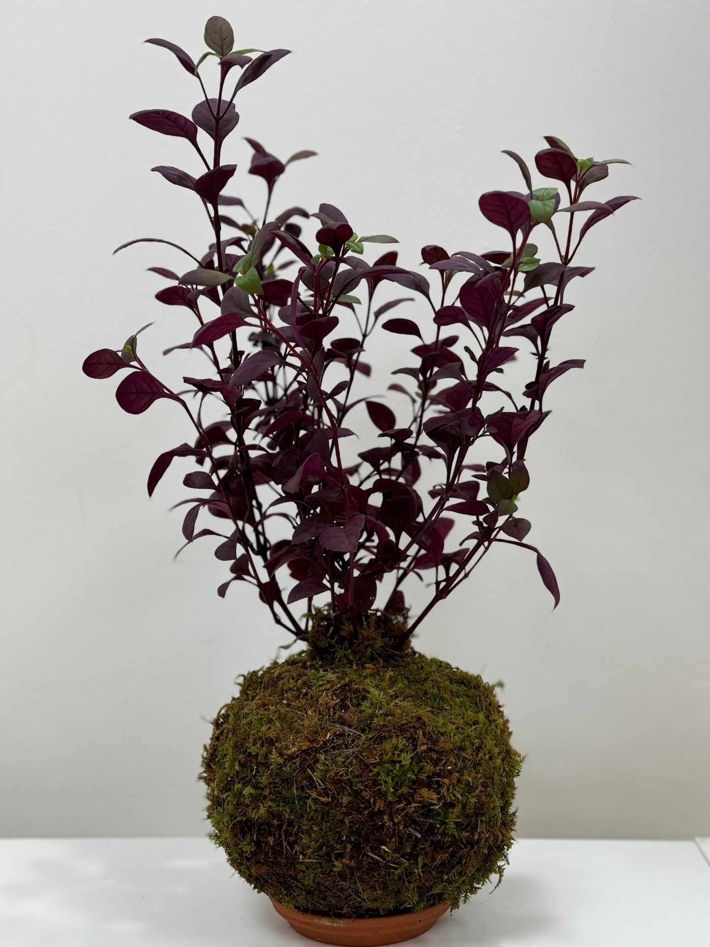 Kokedama Alternanthera