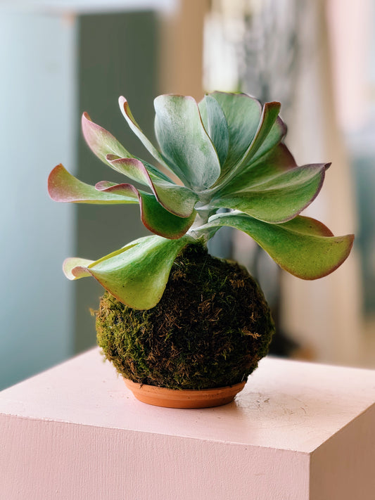 Kalanchoe Flapjacks Kokedama