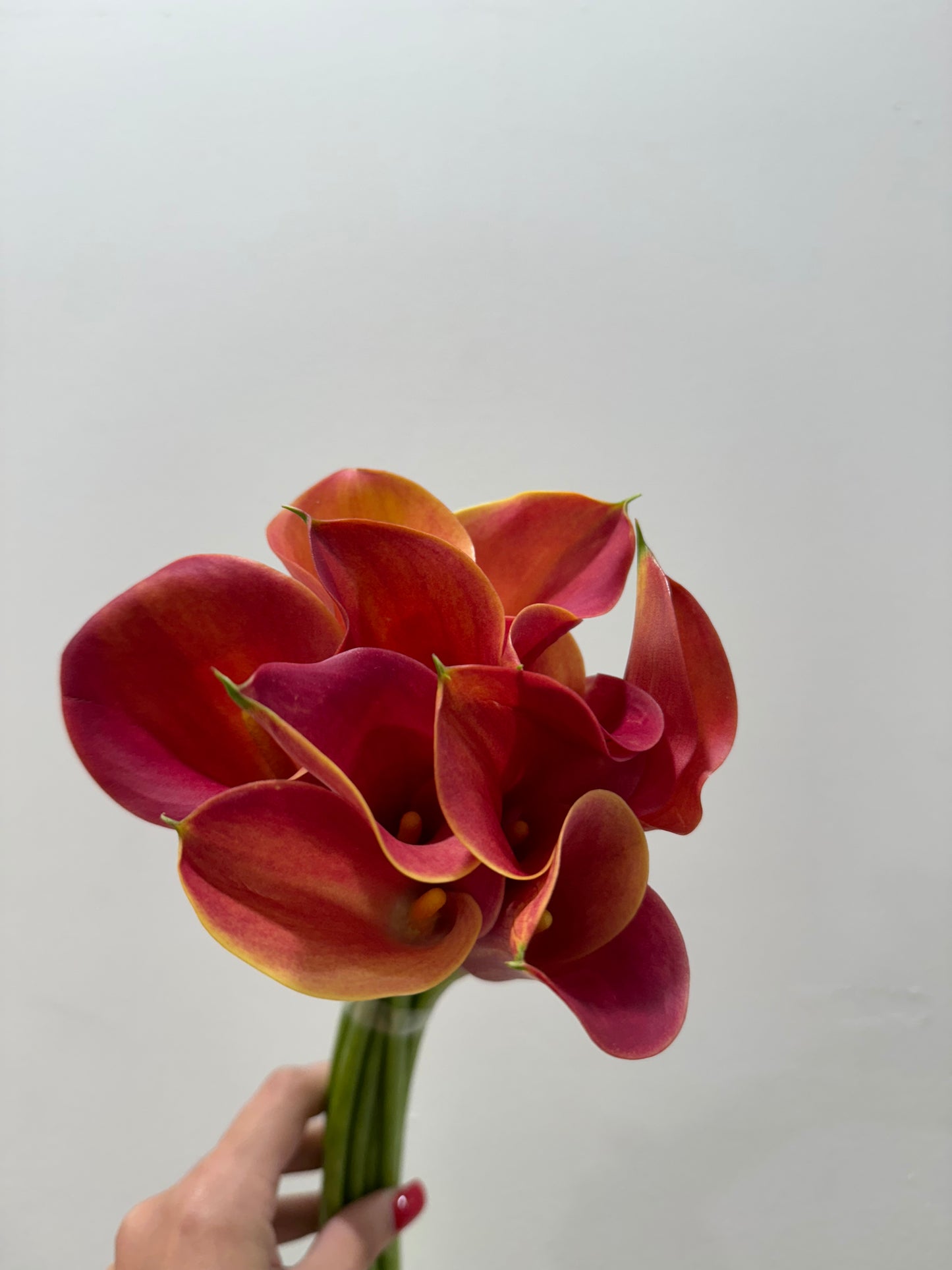 Calla Lilies Bunch