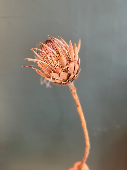 Queen Protea Dried