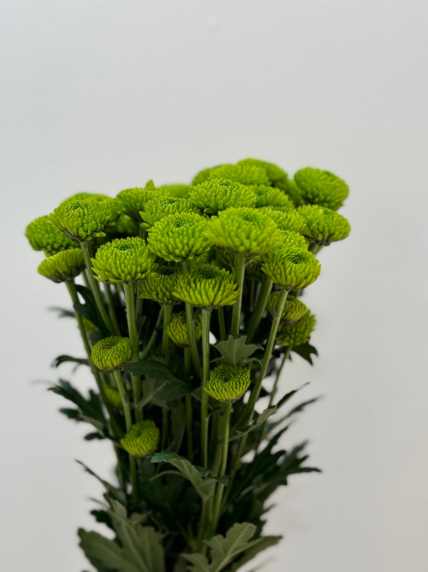 Pompon Daisy Bunch Green