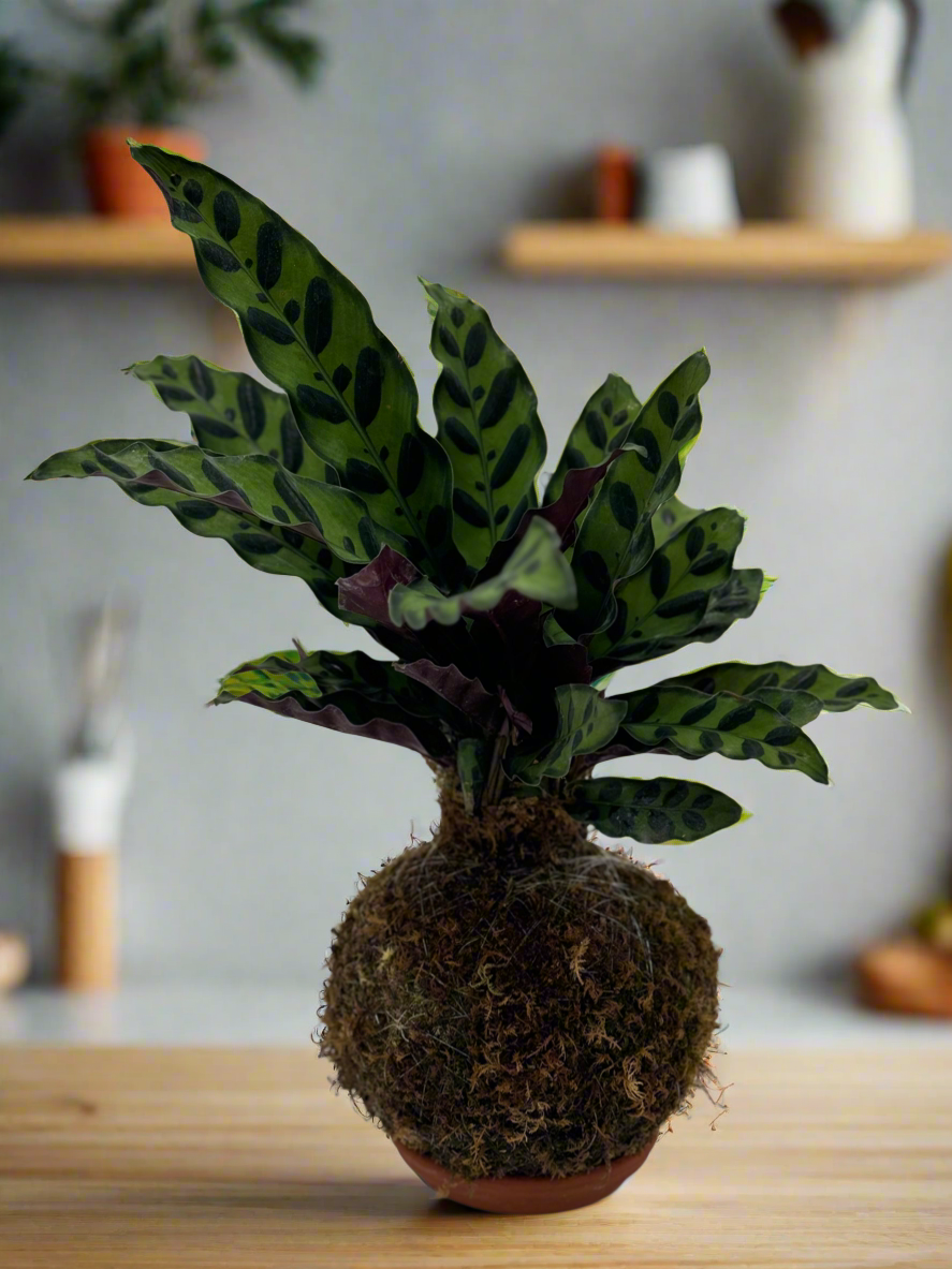 Kokedama Calathea