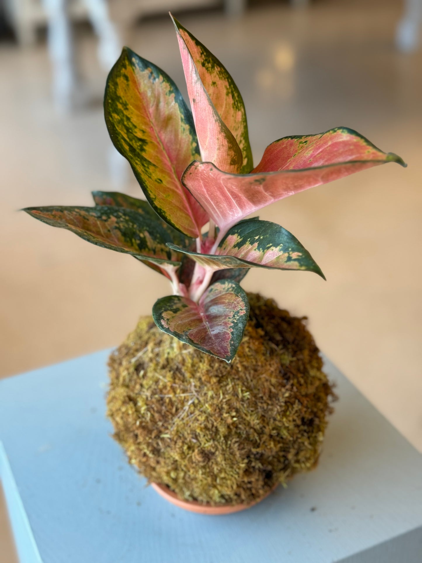 Kokedama Aglaonema-Rabano Rosado