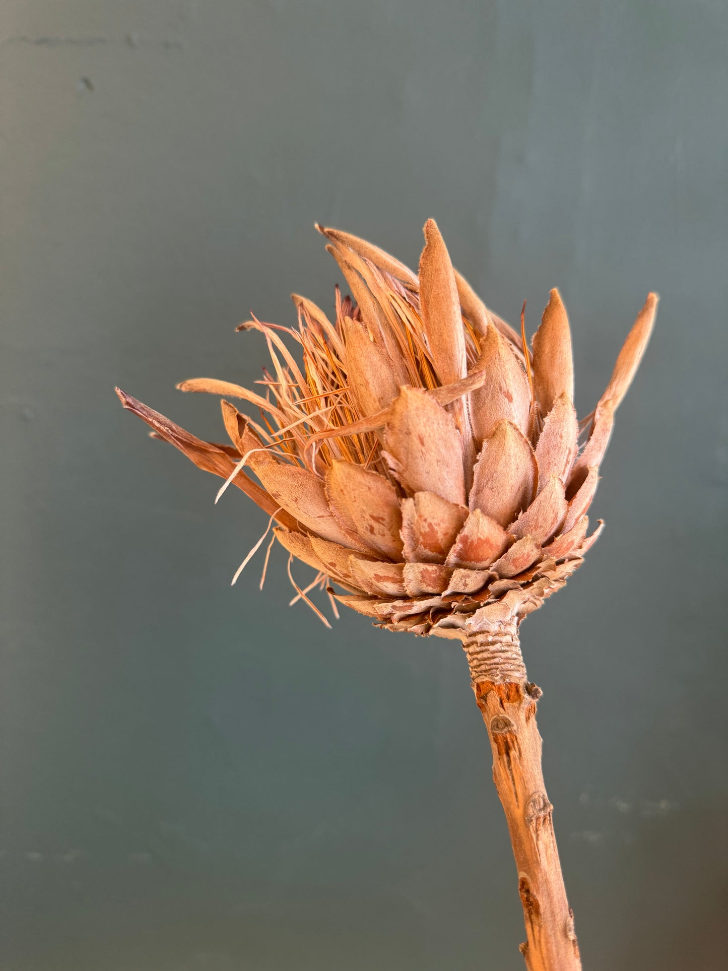 Queen Protea Dried