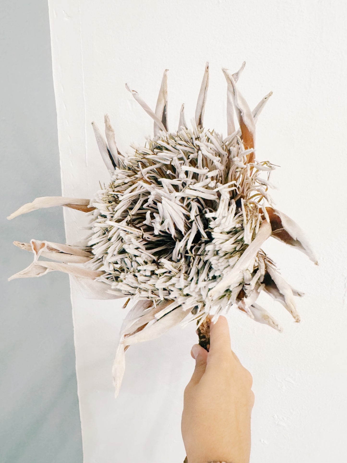 King Protea Dried Stem