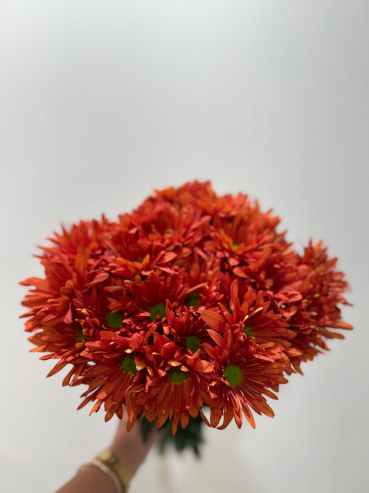 Pompon Bronze Daisy Natalia