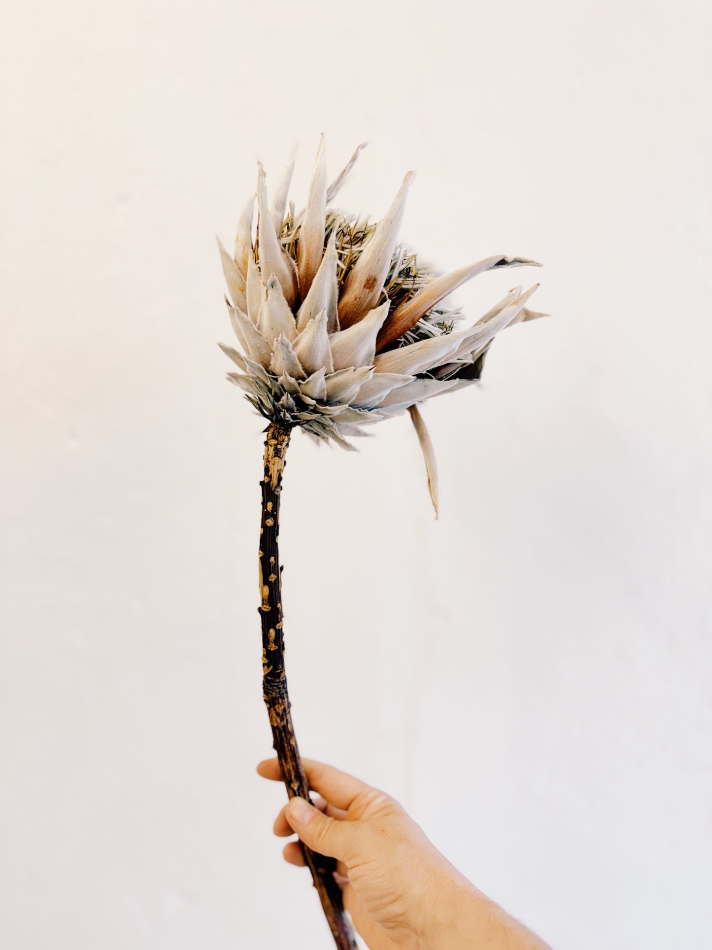 King Protea Dried Stem