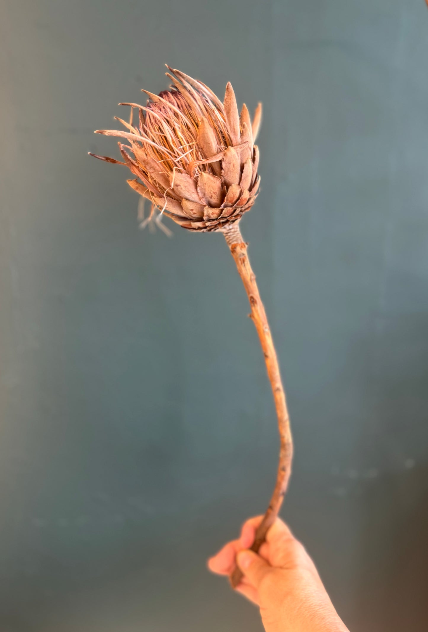 Queen Protea Dried