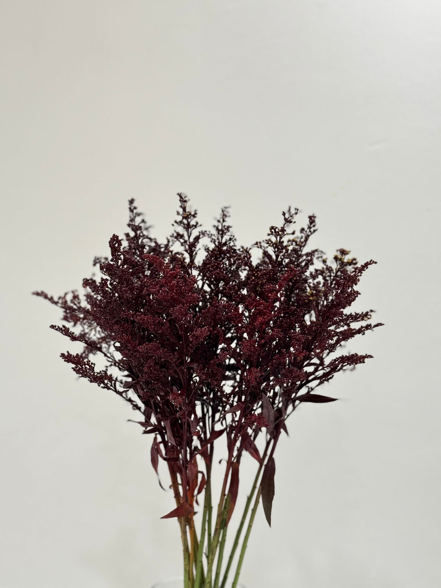 Aster Burgundy Tara Solidago