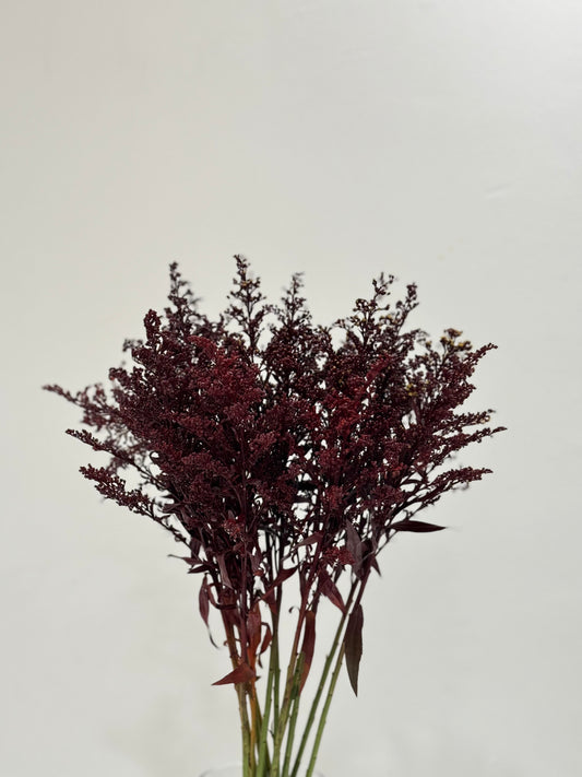 Aster Burgundy Tara Solidago