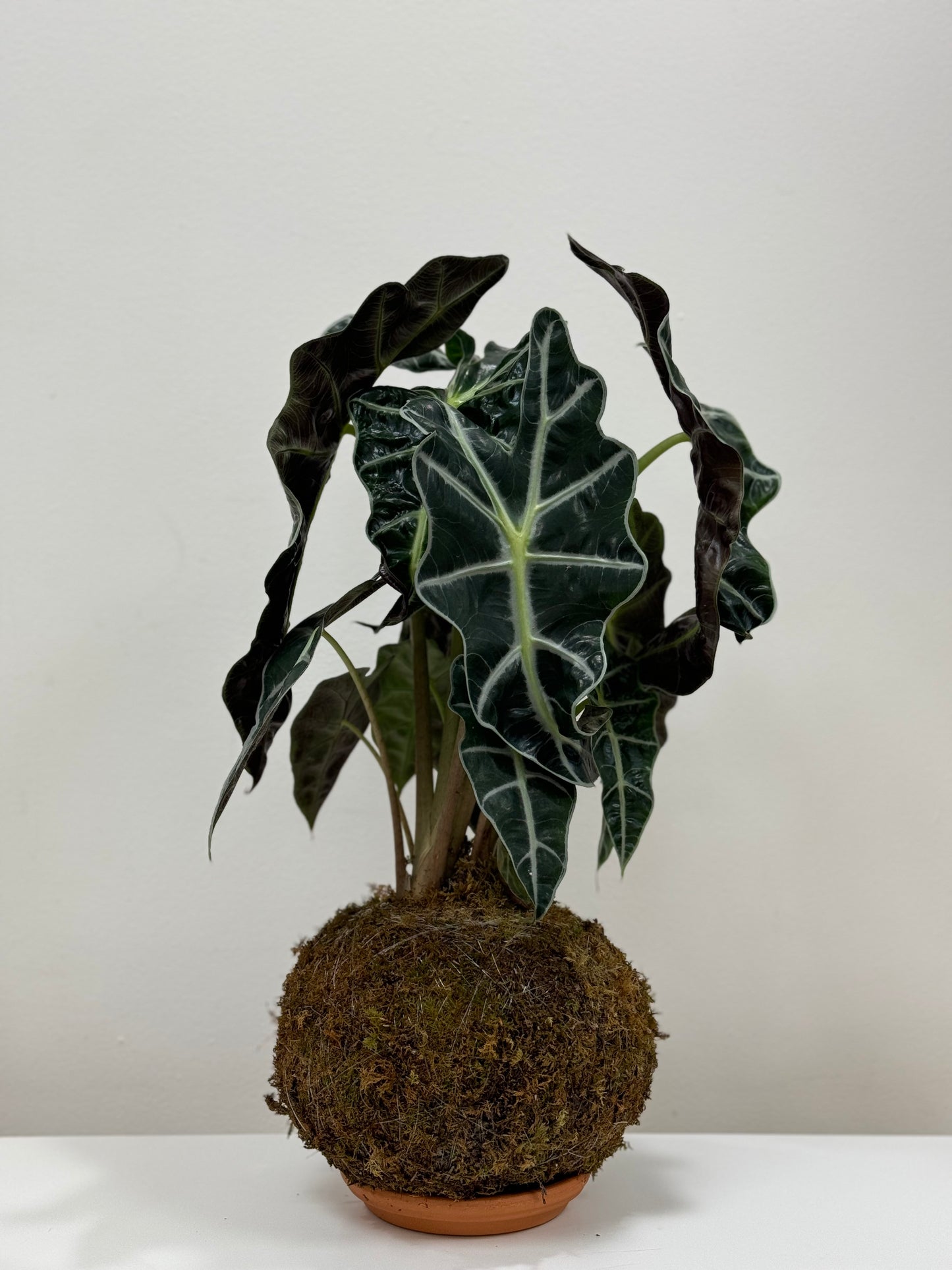 Kokedama Alocasia Cara de Caballo