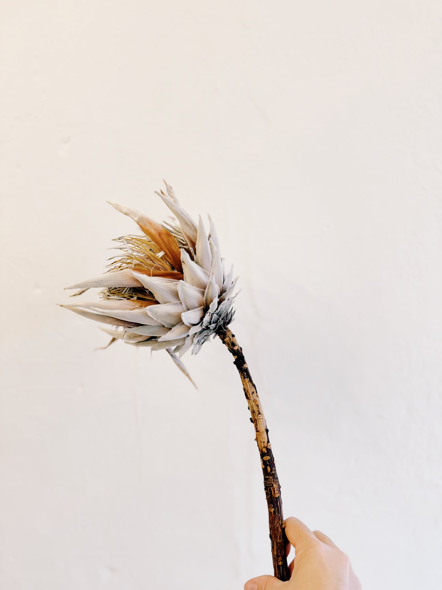 King Protea Dried Stem