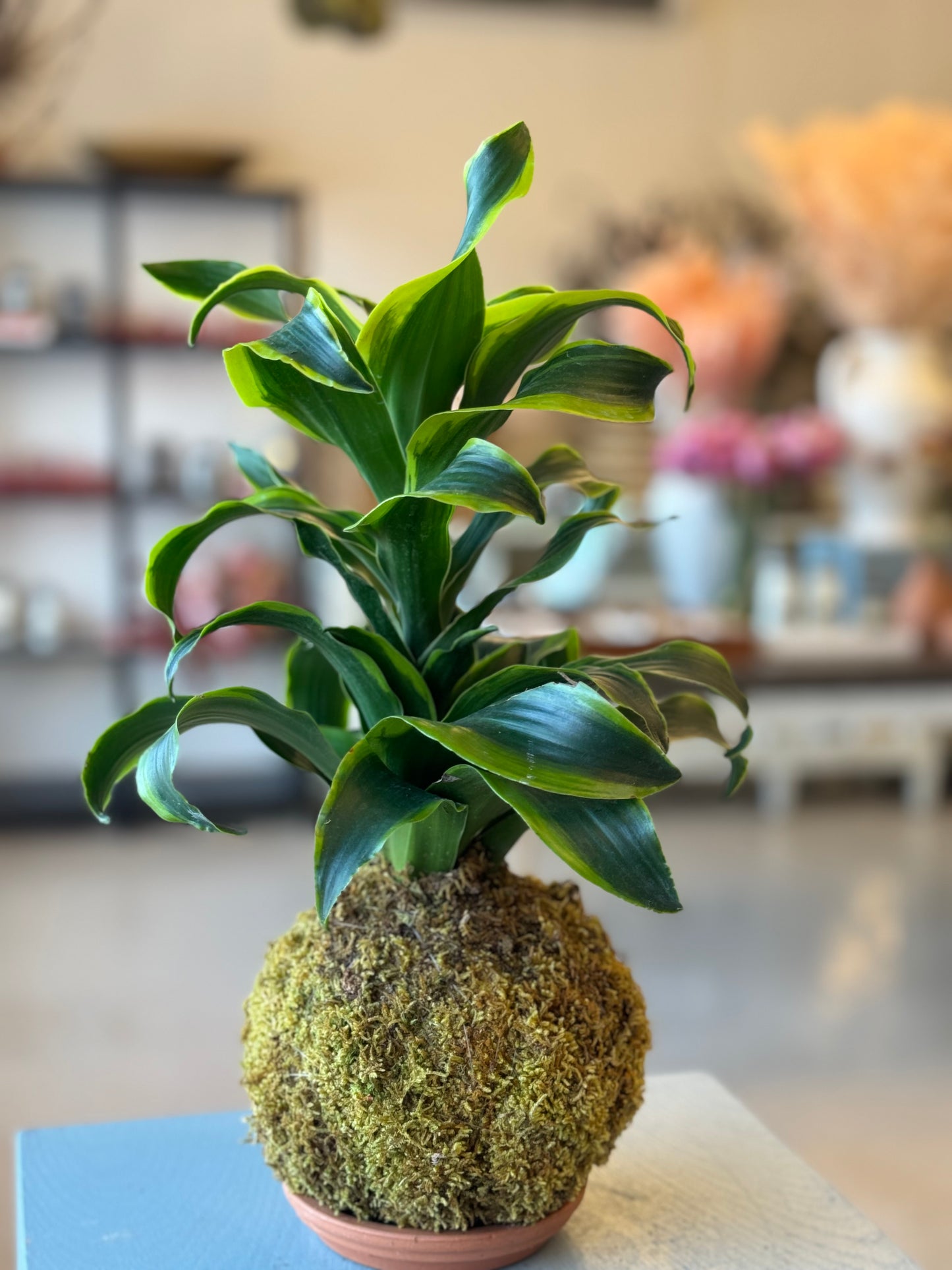 Kokedama Dracaena Tornado