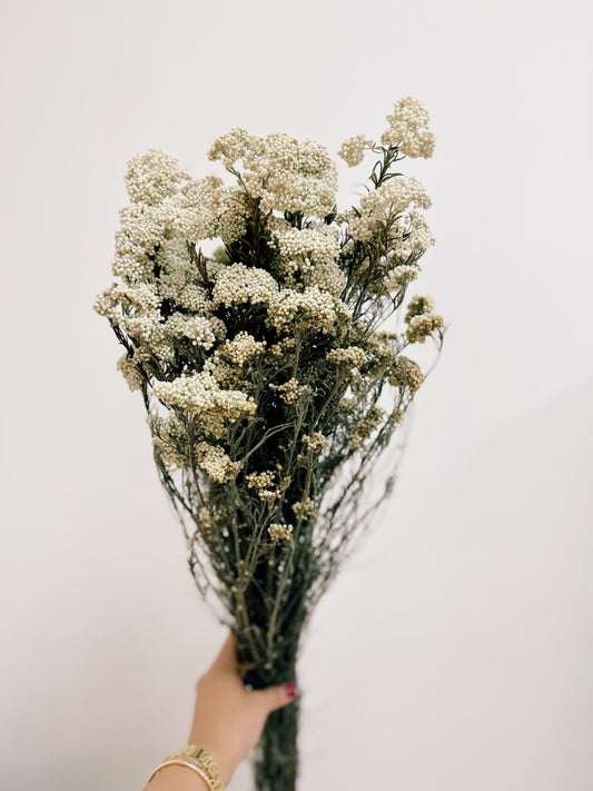 Rice Flower Dried White