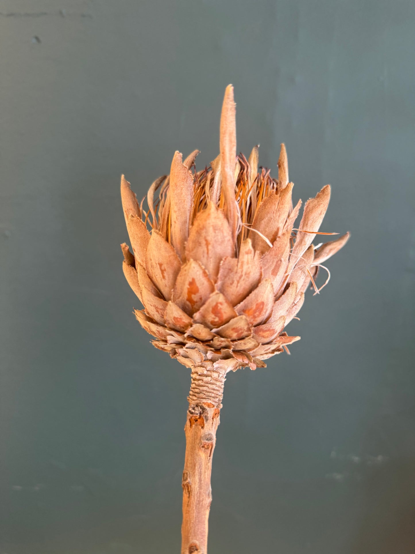 Queen Protea Dried