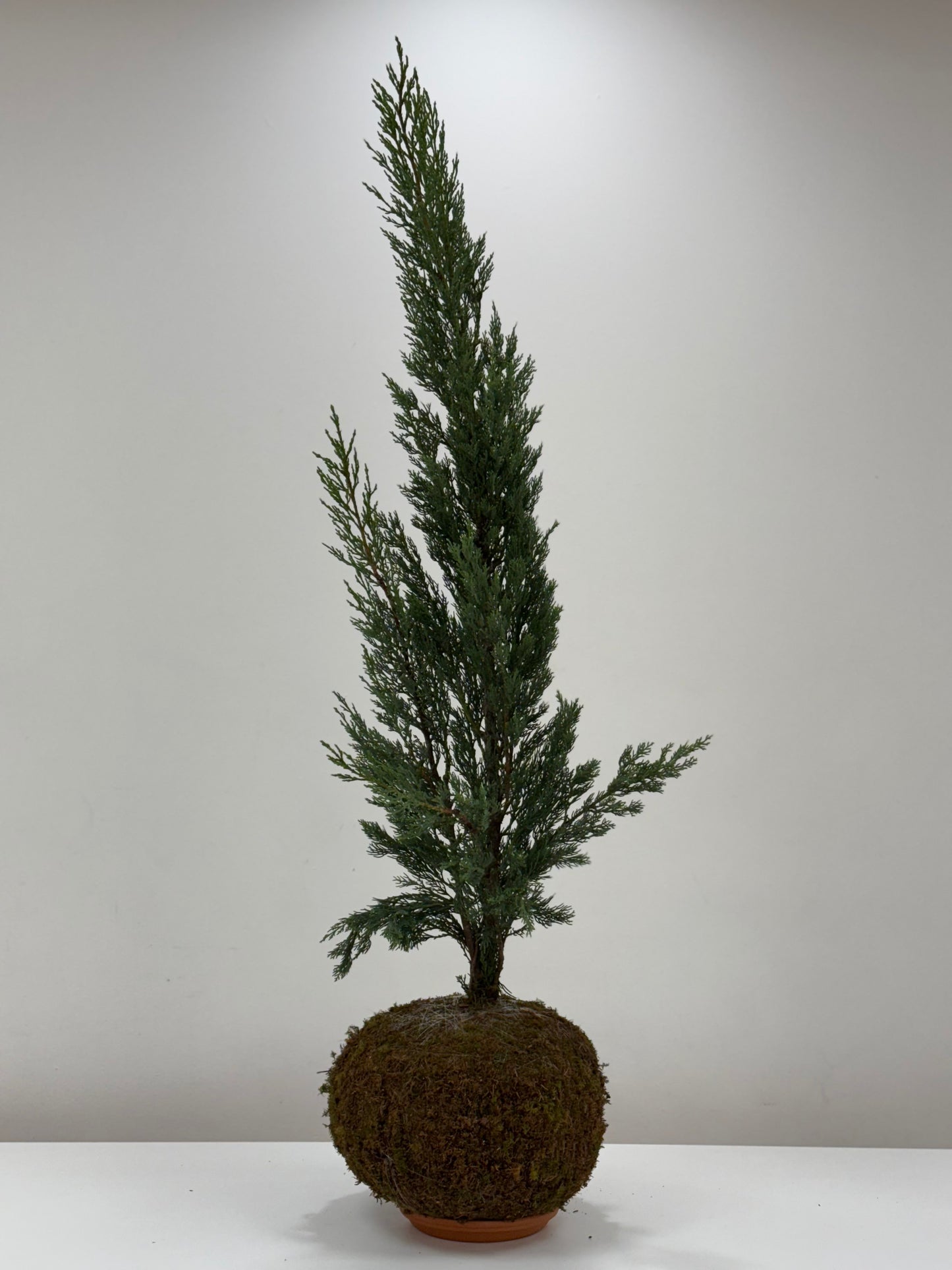 Kokedama Cypress Large