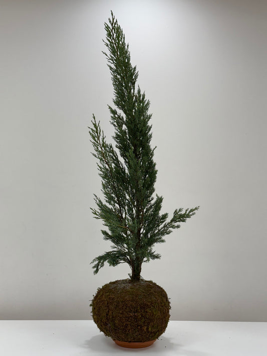 Kokedama Cypress Large