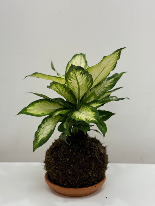 Kokedama Aglaonema-Rabano Blanco