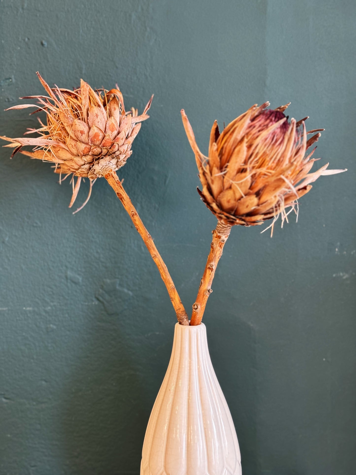 Queen Protea Dried