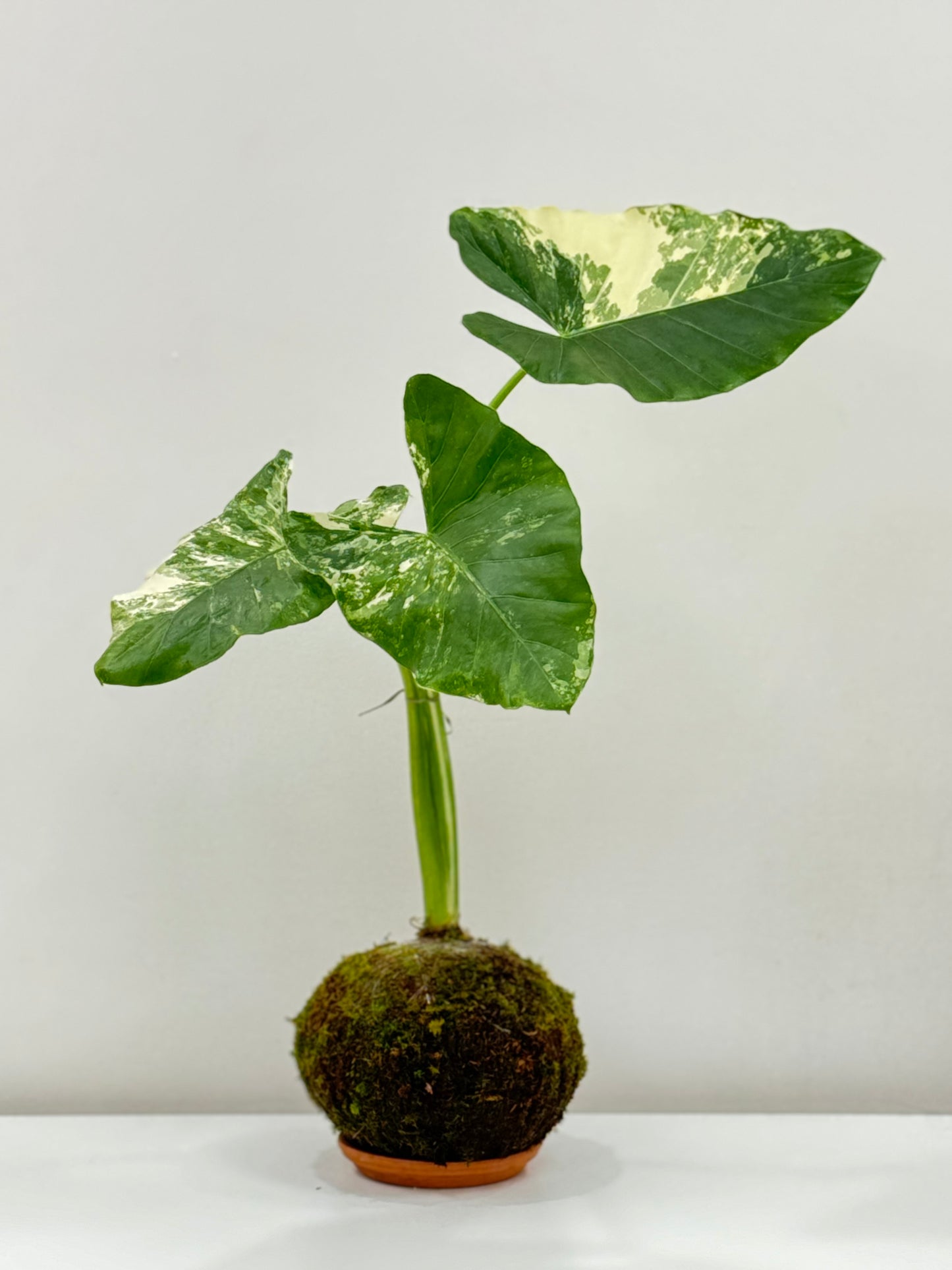 Alocasia Variegata Kokedama