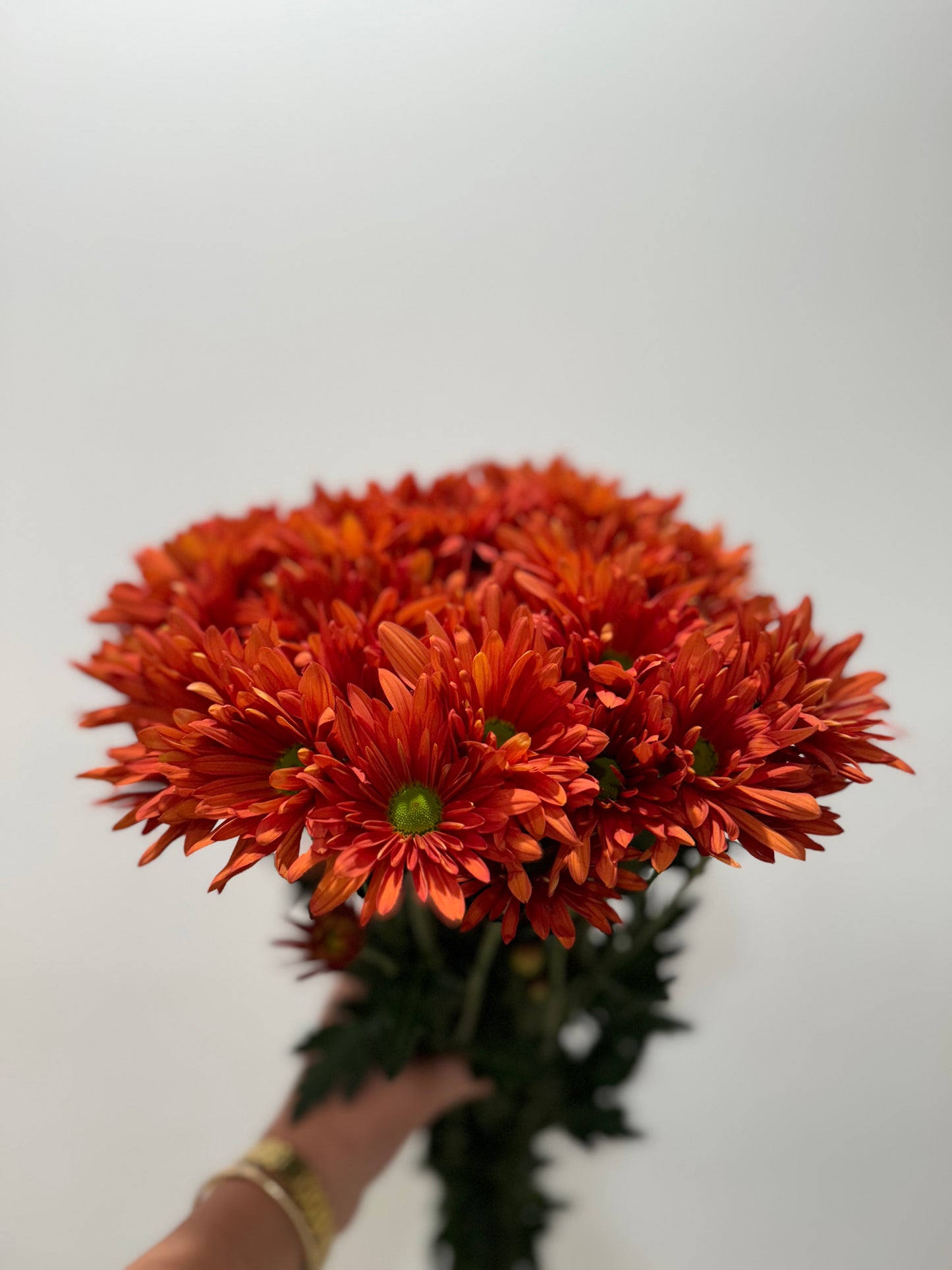 Pompon Bronze Daisy Natalia