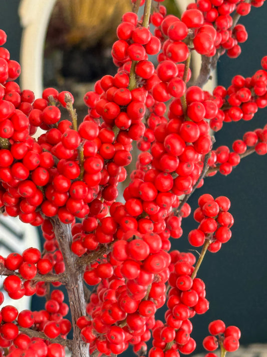 Ilex Red Pic by Flowers Culture