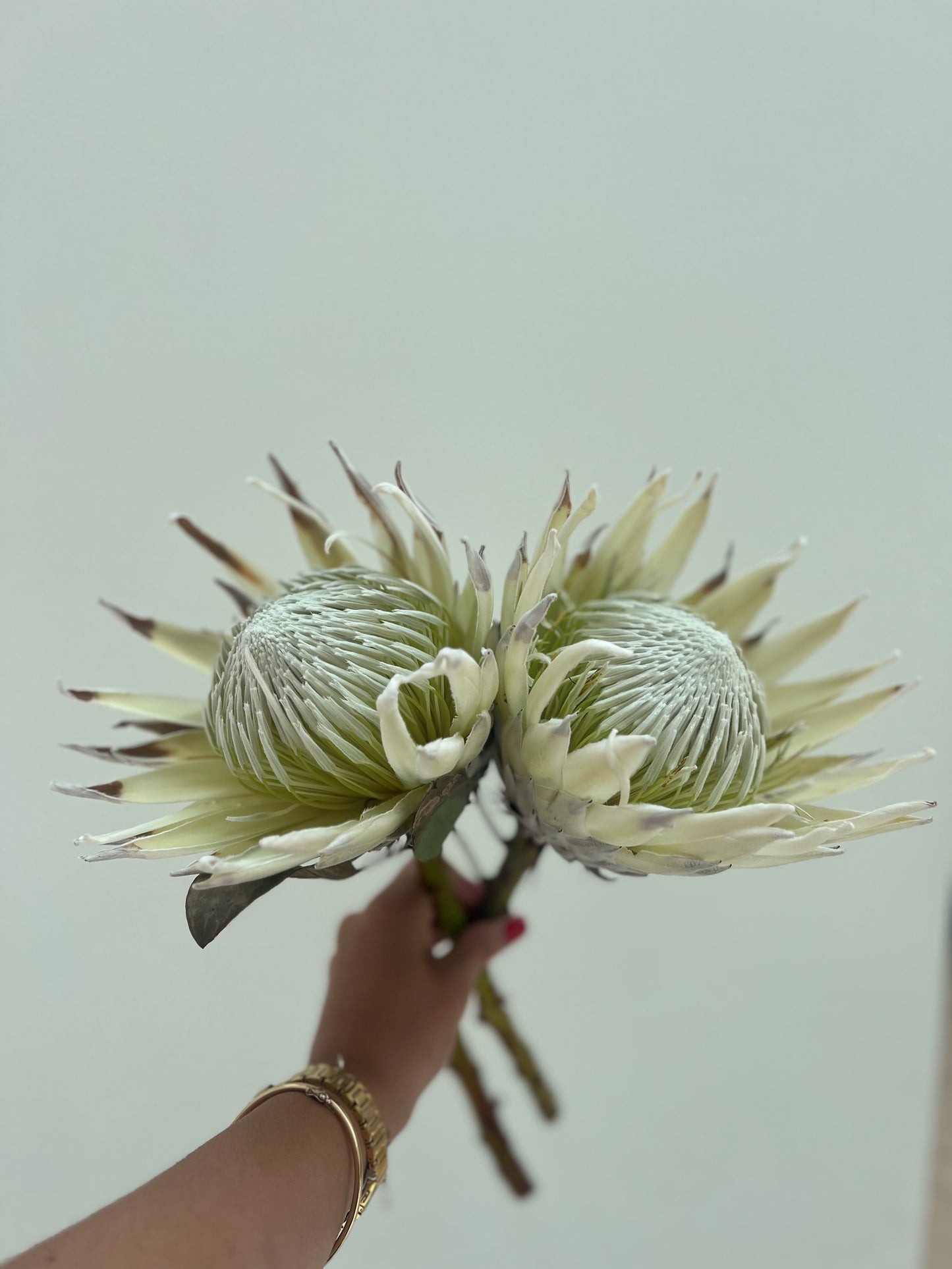 King Protea White