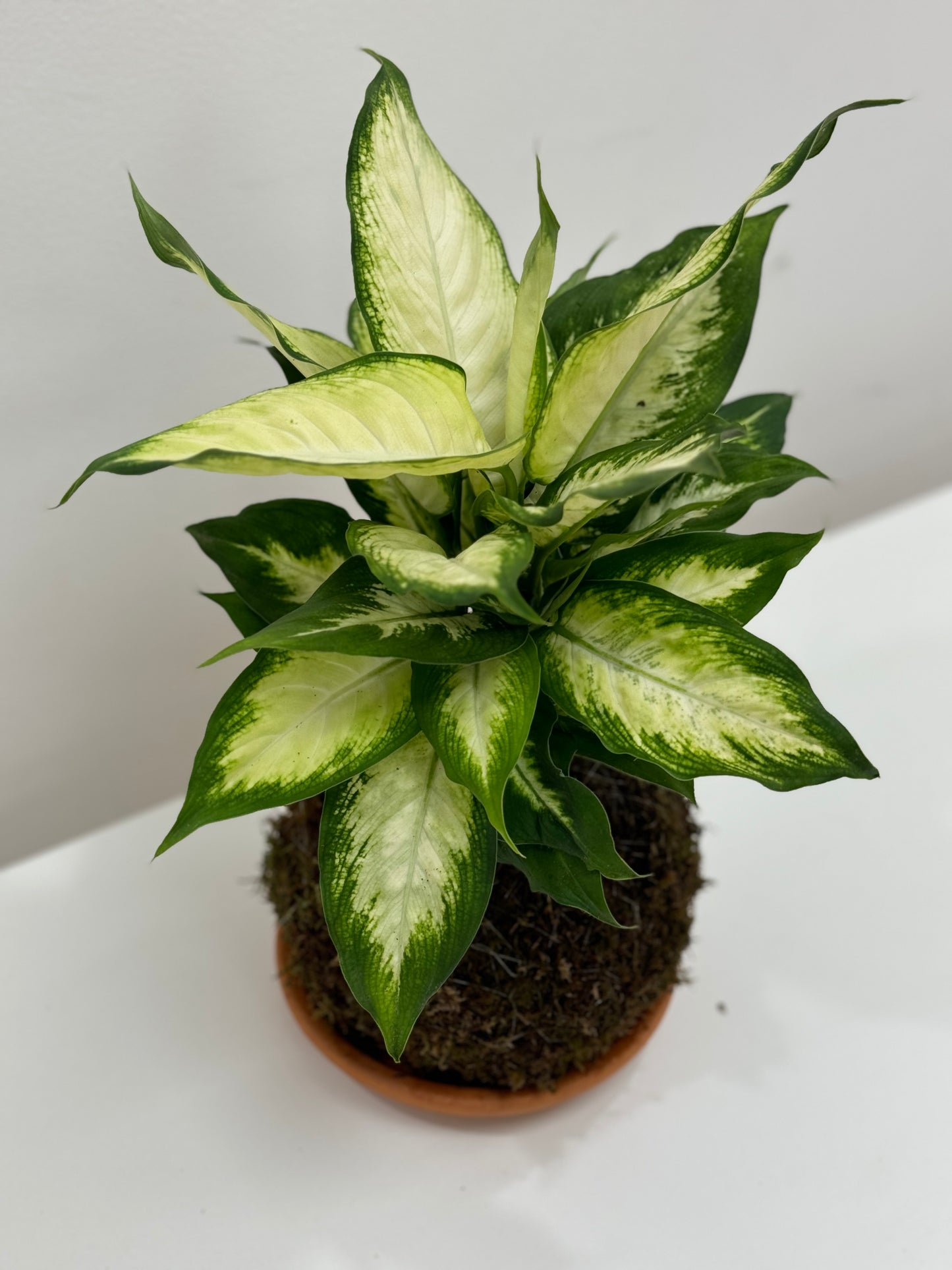 Kokedama Aglaonema-Rabano Blanco