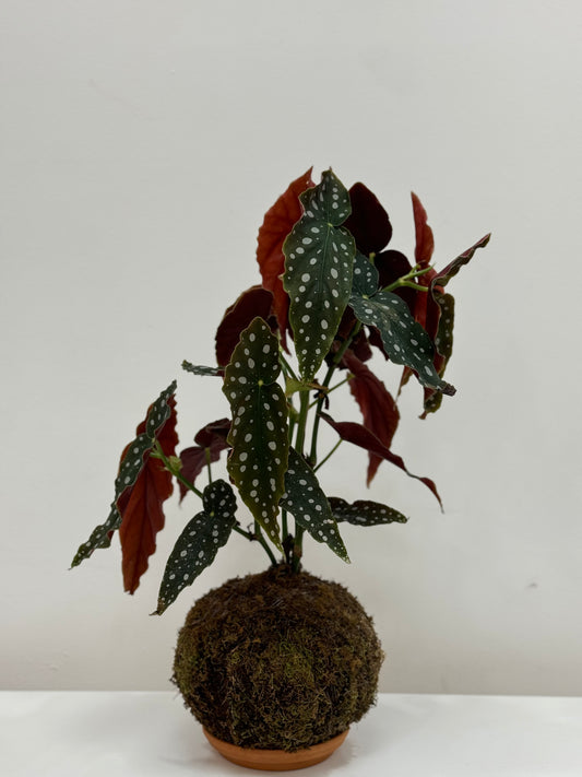 Kokedama Begonia