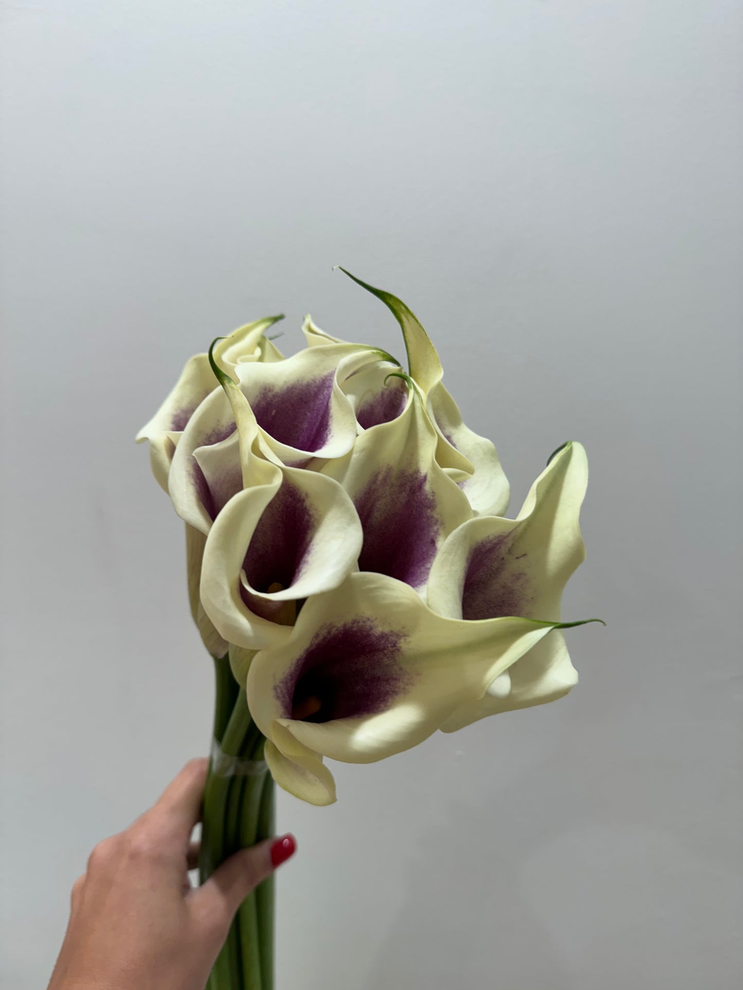 Calla Lilies Bunch