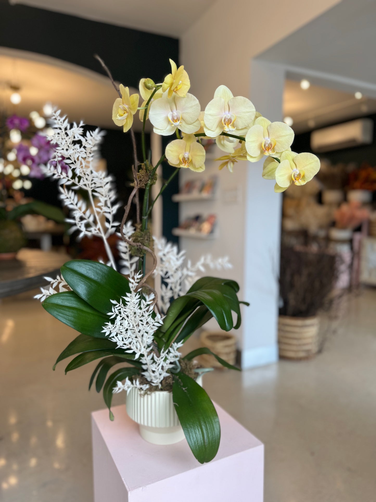 Orchid Phalaenopsis Arrangement (One of a Kind)