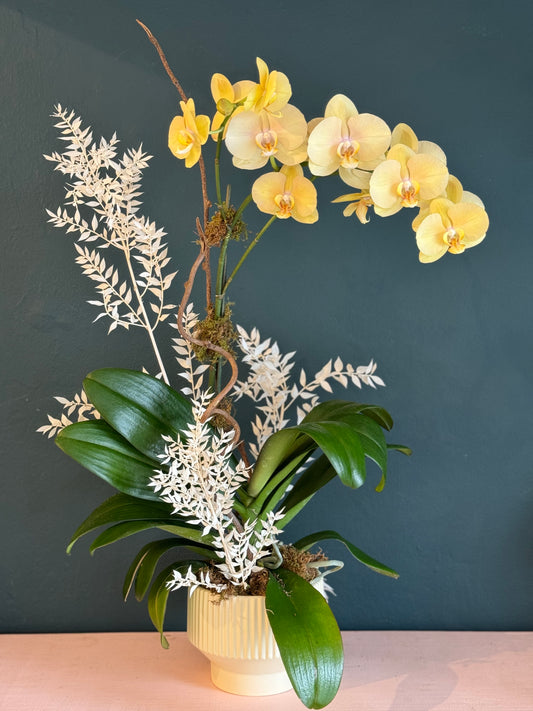Orchid Phalaenopsis Arrangement (One of a Kind)