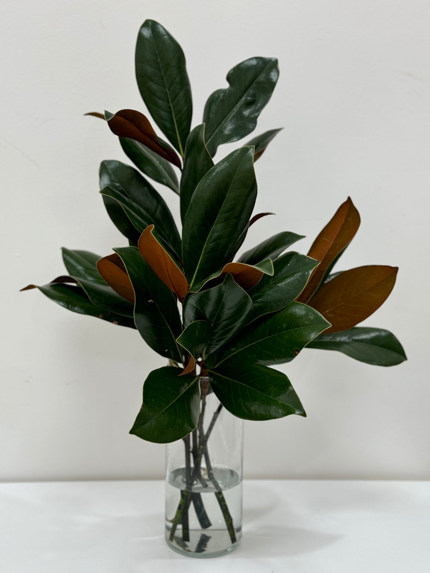 Magnolia 5 Stems in clear glass vase