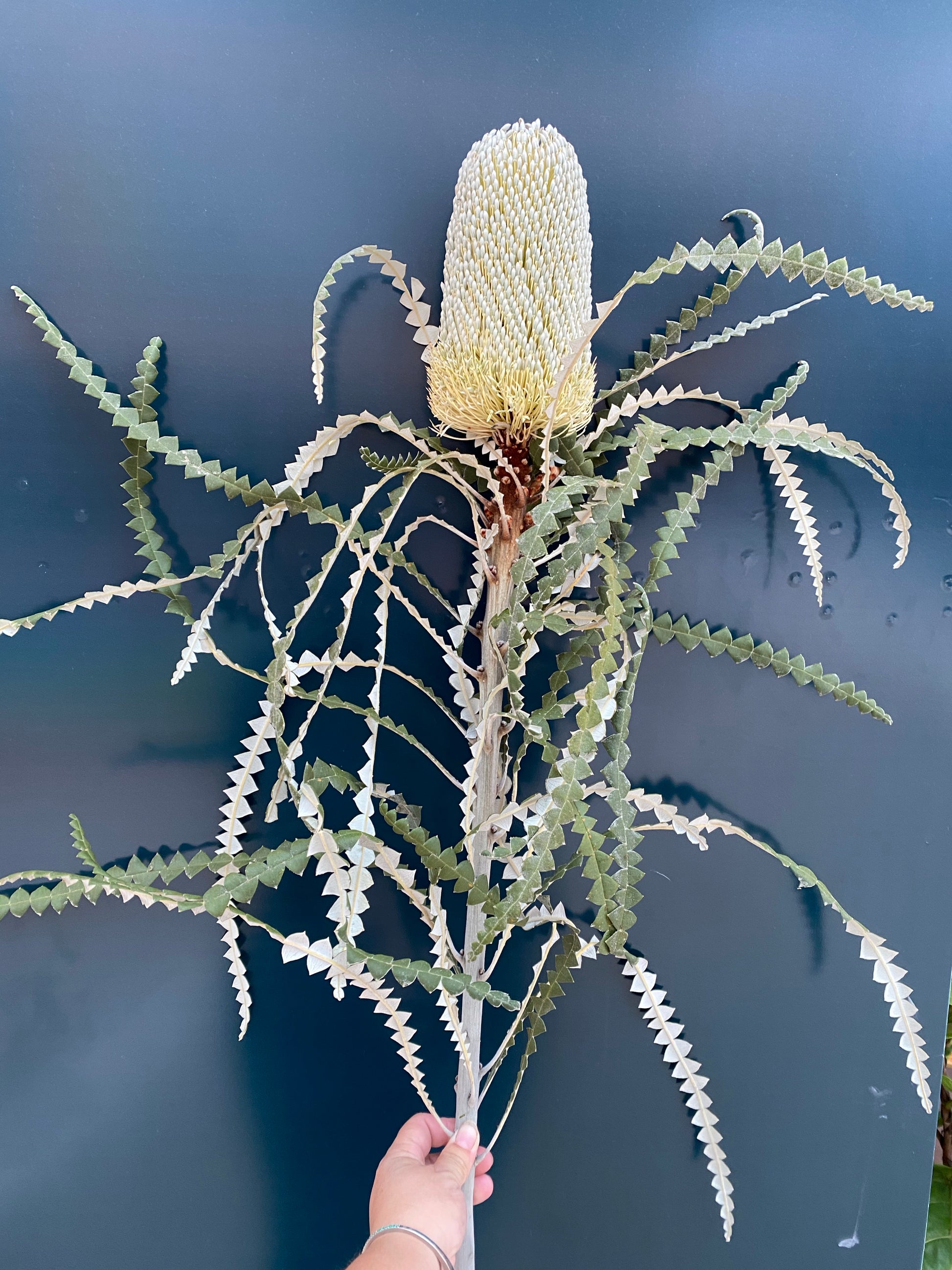 flowers culture Banksia stem