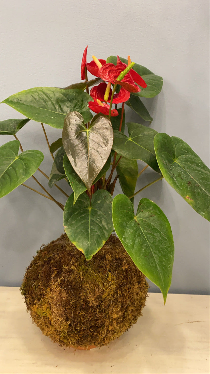 Kokedama Anturio / Anthurium