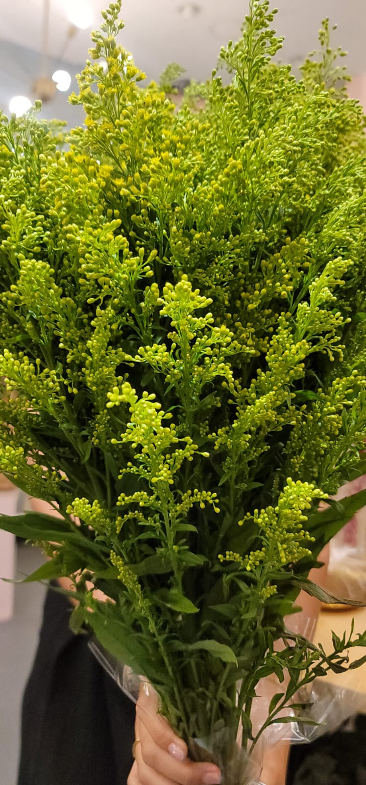 Aster Yellow Tara Solidago