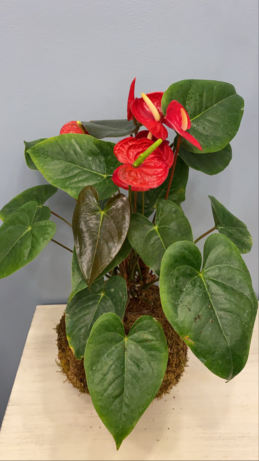 Kokedama Anturio / Anthurium