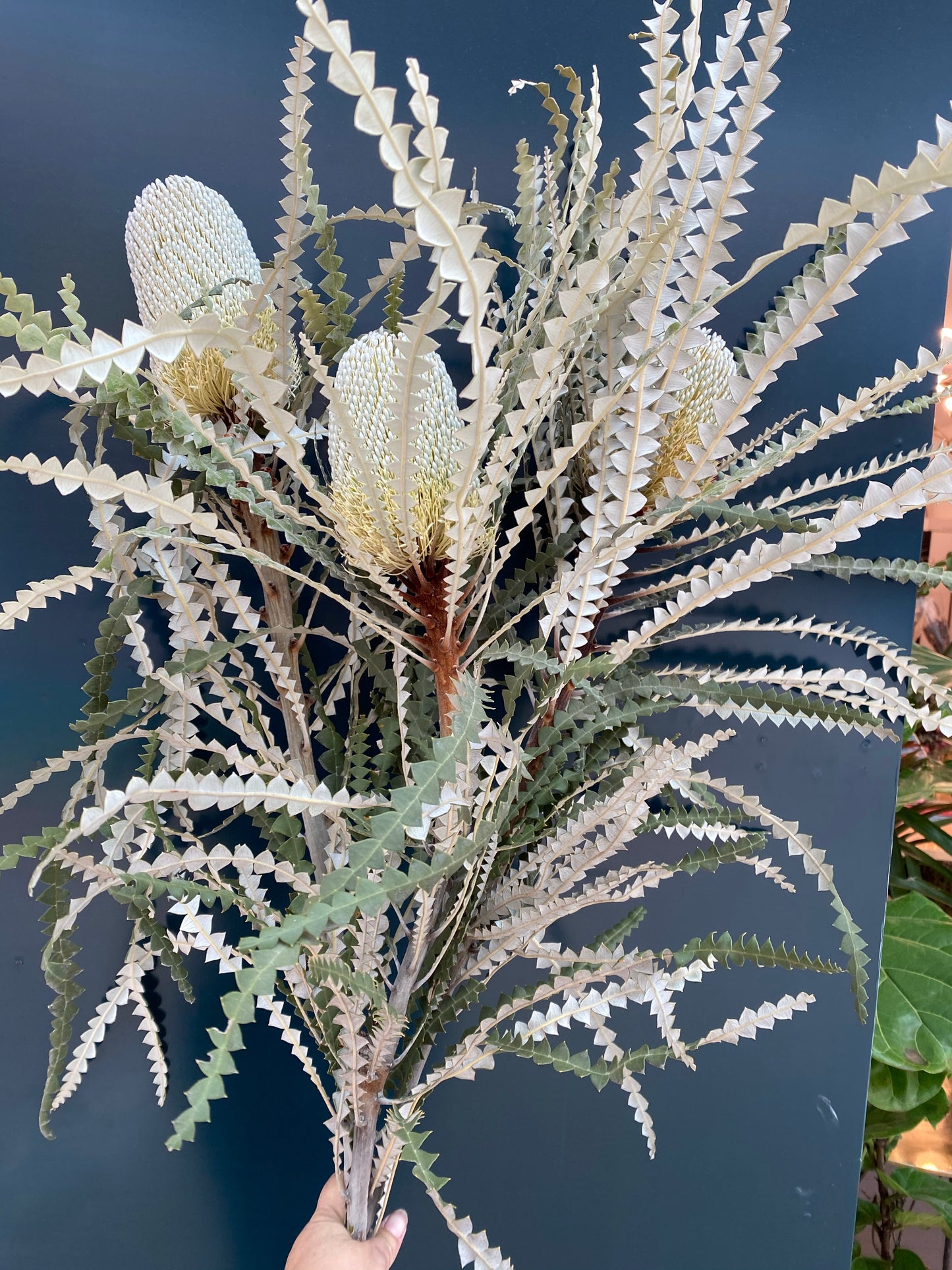 Banksia