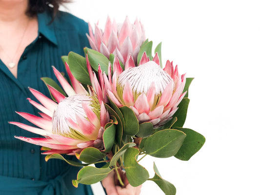 King Protea Flower Pink