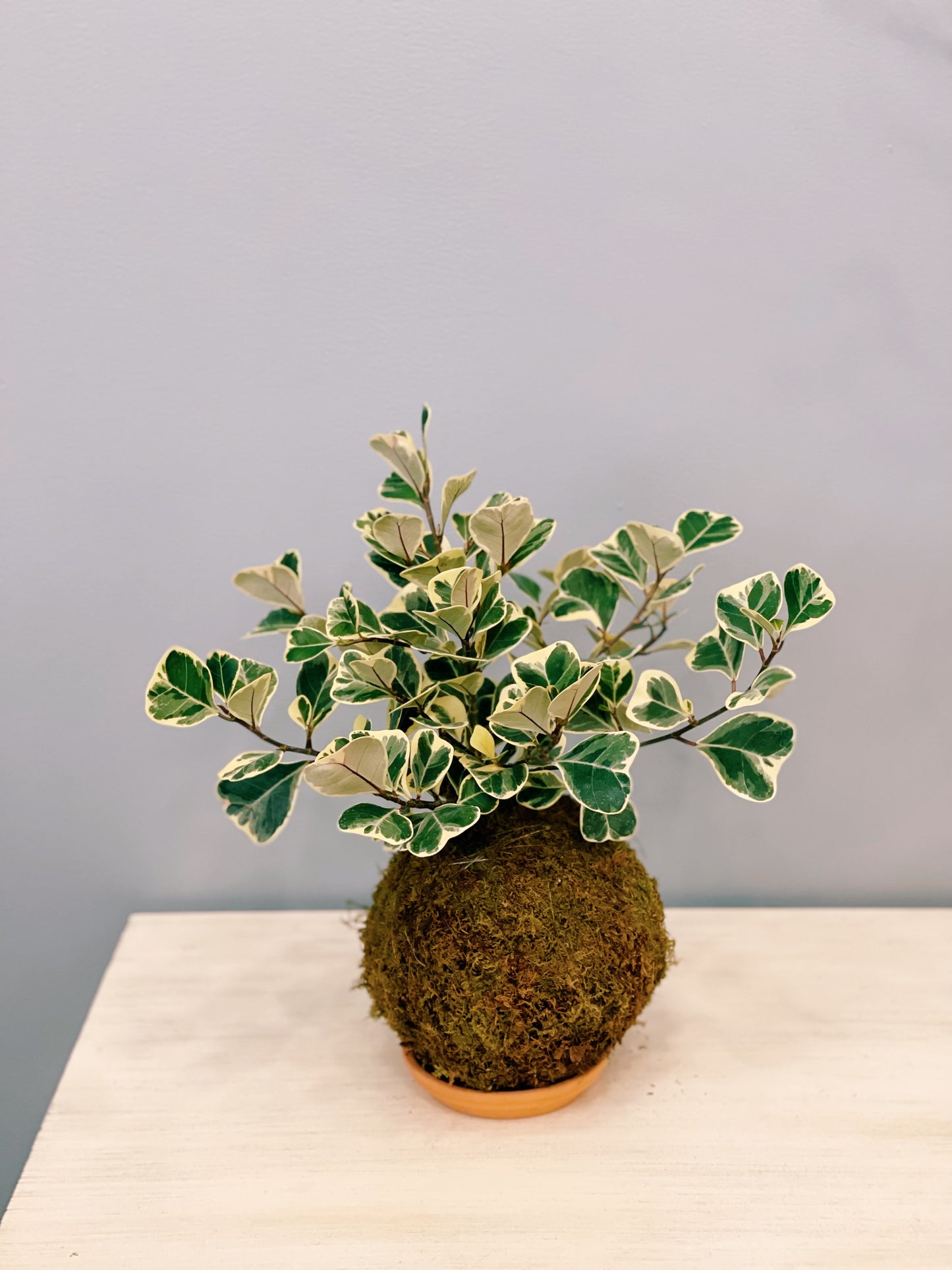 Kokedama Ficus Triangularis