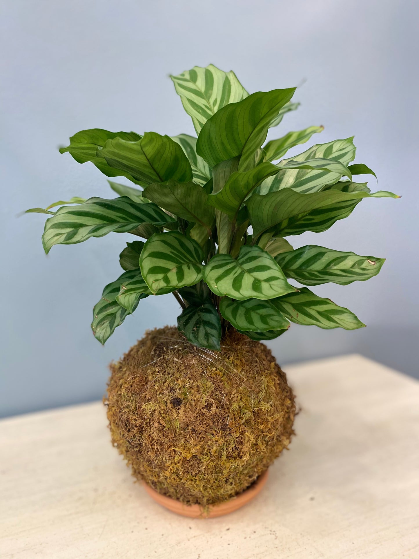 Kokedama Calathea Freddie