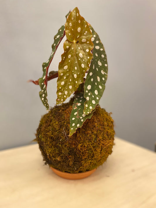 Kokedama Begonia Angel Wings