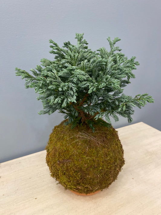 Blue Pine Cypress Kokedama