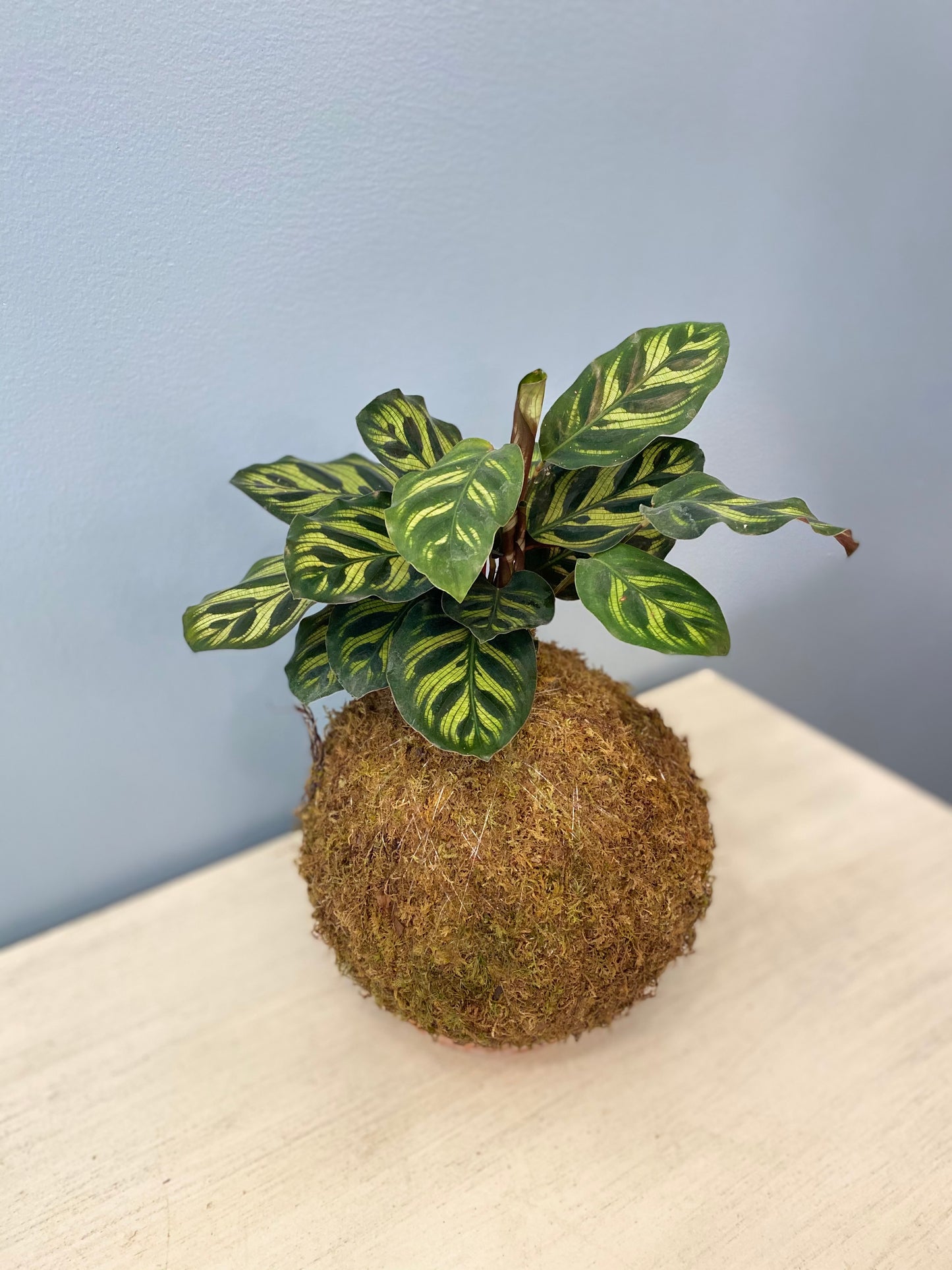 Kokedama Calathea Peacock