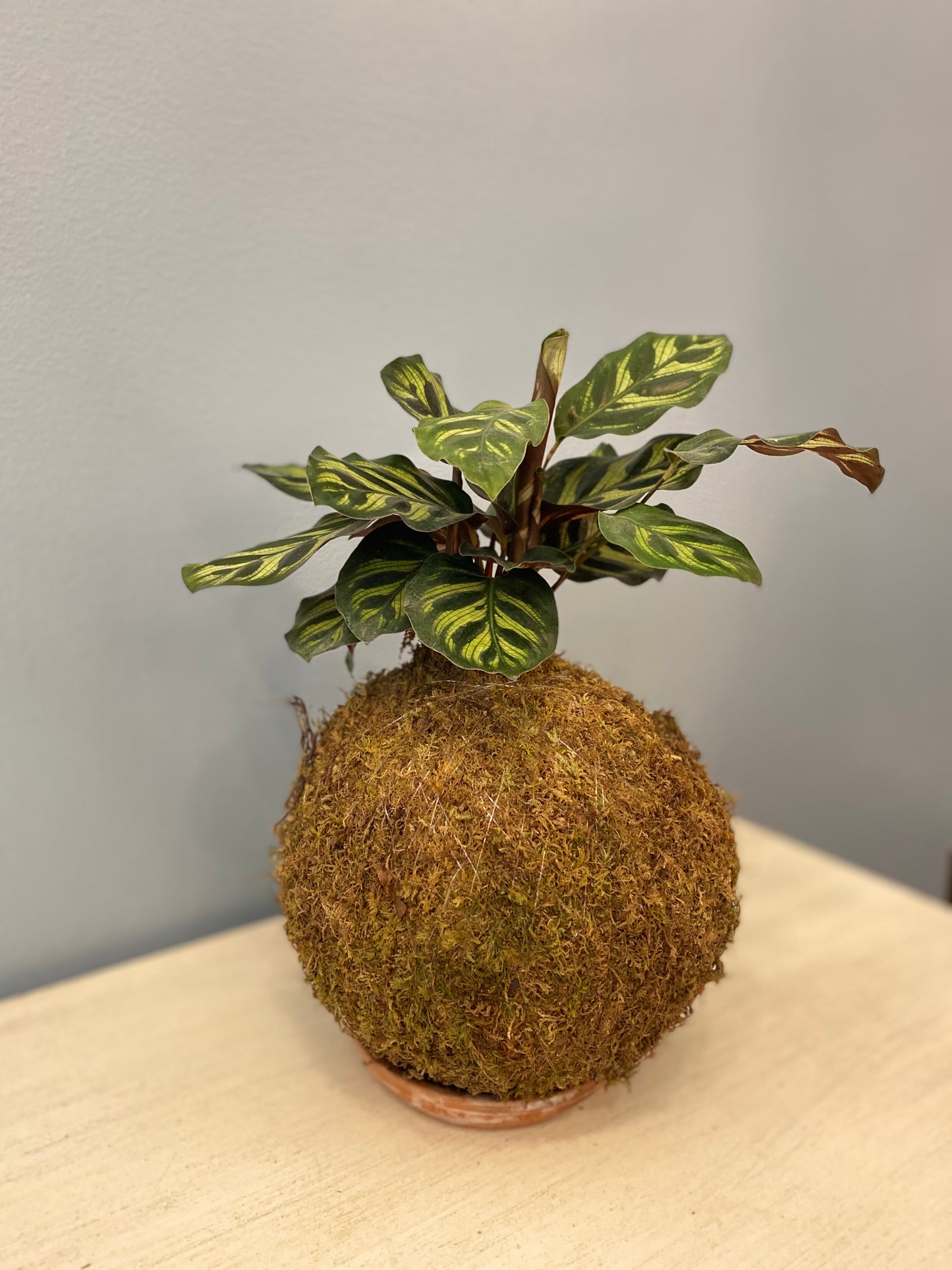 Kokedama Calathea Peacock