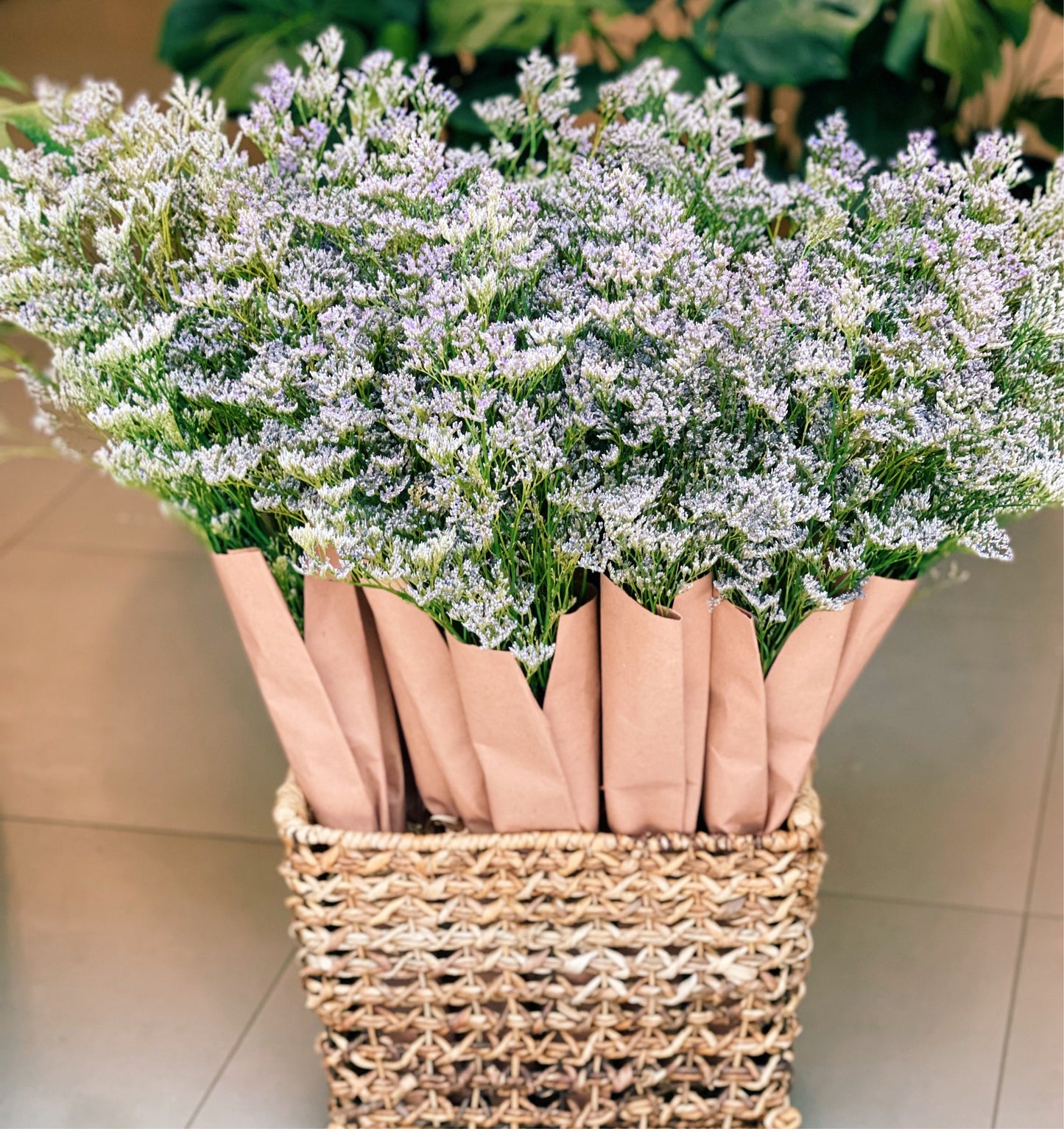 Limonium Misty Blue