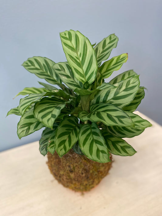 Kokedama Calathea Freddie