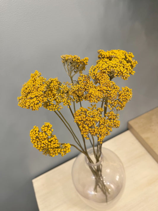 Yarrow Bunch Dried