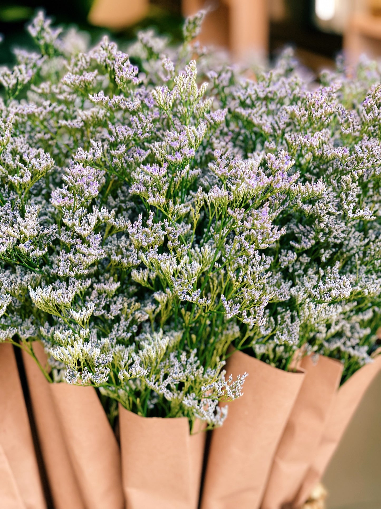 Limonium Misty Blue