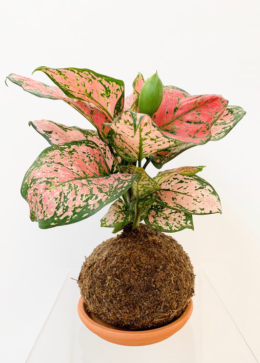 Kokedama Aglaonema-Rabano Rosado